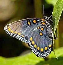 Ventral view