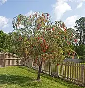 Tree in bloom in Florida.