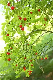 Leaves and berries