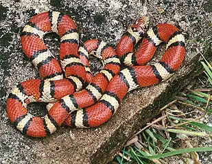 Image 34Innocuous milk snakes are often mistaken for coral snakes whose venom is deadly to humans. (from Snake)