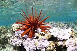 Red pencil urchin submerged in shallow, glassy water, on a bed of coral