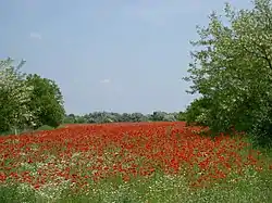 Red poppy field near Ásotthalom