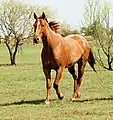 Dark strawberry roan with few white hairs