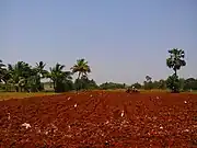 Farm field in India with dark red soil color