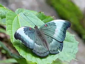 Dorsal view