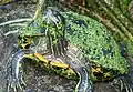 Red-eared slider