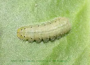 Caterpillar