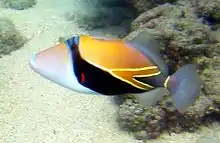 The reef triggerfish is the state fish of Hawaii.