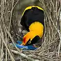 Regent bowerbird arranging bower items