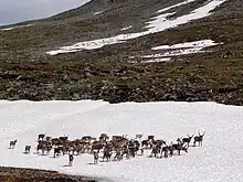 A herd standing on snow to avoid bloodsucking insects