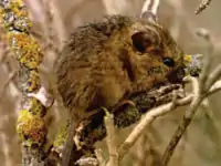 Reithrodontomys raviventris (salt marsh harvest mouse)