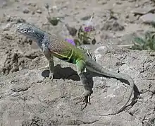 Greater earless lizard