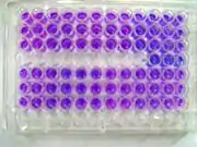 Resazurin as a colorimetric assay for cell viability