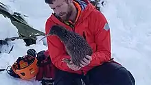 An Alpine Rescue team saving a released rowi that climbed into the mountains behind Fox Glacier