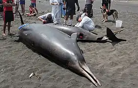 Autopsy of a stranded Gray's beaked whale (M. grayi)