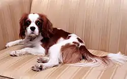 Reagan family pet spaniel, Rex