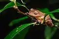 Rhacophorus rhodopus - Phu Kradueng National Park