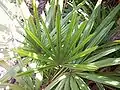 R. excelsa foliage