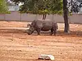 White rhinoceros in the drive-through safari