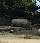 Rhino, Auckland Zoo 2018