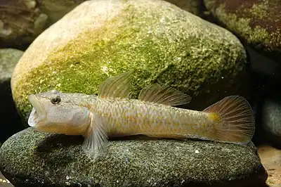 Image 62Rhinogobius flumineus swim on the beds of rivers (from Demersal fish)