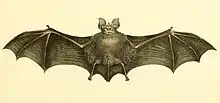 Medium-sized for an African horseshoe bat