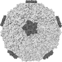 Diagram of the human rhinovirus capsid