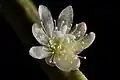 Rhipsalis floccosa subspecies tucumanensis