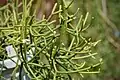 Rhipsalis teres forma heteroclada