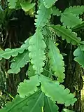 Rhipsalis crisptata