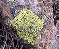 Rhizocarpon sp. on a mountain Zlatibor, Serbia