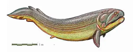 Rhizodus was a large freshwater Rhizodont sarcopterygian from Europe and North America.