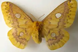 R. fugax diana female