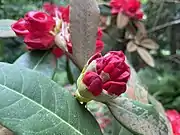 Rhododendron facetum flower buds at RHS Garden Wisley