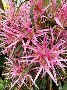 Flowers of Rhododendron stenopetalum with linear pink petals and exserted stamens.