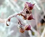 R. tridentata flower buds