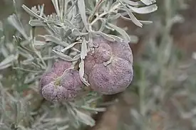 Rhopalomyia pomum