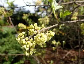 Pistillate inflorescence