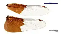 Male wings