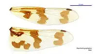 Male wings