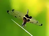 Male adopting an obelisk posture