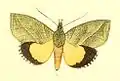 Illustration mounted adult