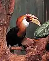 Blyth's hornbill