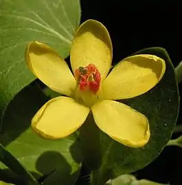 Flower close-up