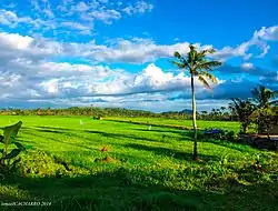 Rice field in Pagsulhugon