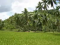 A rice field in Corella