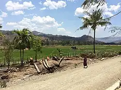 Rice field in Lelaufe