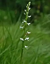 Platanthera dilatata photographed in the boreal rich fen