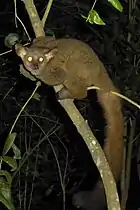 Brown greater galago