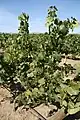 Riesling vines in Washington, United States